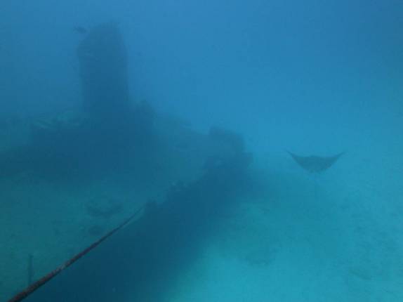 Arraia-chita circunda naufrágio durante mergulho em Isla Mujeres, no litoral do Yucatán, no sul do México